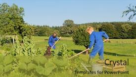  Presentation with vegetable farm - Slide set enhanced with farm boys working in the vegetable garden background and a gold colored foreground
