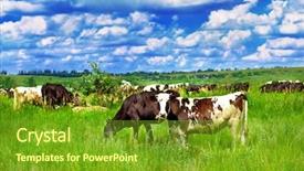  Presentation with cattle - Amazing presentation theme having farm-cattle-in-the-meadow backdrop and a tawny brown colored foreground