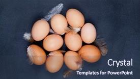  Presentation with farm - PPT layouts consisting of farm chicken eggs and feather background and a tawny brown colored foreground
