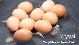  Presentation with baby chicken in poultry farm - Beautiful presentation theme featuring farm chicken eggs and feathers backdrop and a gray colored foreground