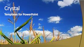  Presentation with corn field - PPT theme consisting of  background and a  colored foreground
