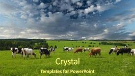  Presentation with grazing - Presentation design enhanced with farm fields - cows grazing on a green background and a tawny brown colored foreground