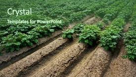  Presentation with plants - Slide deck with farm fields - rows of potatoes in field background and a forest green colored foreground