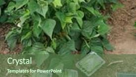  Presentation with grown - Slides with farm fresh green beans being grown hand picked and packaged in the farmers field in irvine california background and a tawny brown colored foreground
