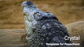  Presentation with family worship - Cool new presentation theme with alligators - alligator is a crocodilian backdrop and a tawny brown colored foreground