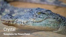  Presentation with skin - Theme consisting of alligators - alligator is a crocodilian background and a gray colored foreground