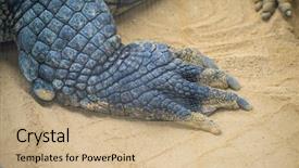  Presentation with family follow up - Audience pleasing slides consisting of alligators - alligator is a crocodilian backdrop and a coral colored foreground