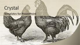  Presentation with animal chicken - Theme having animal cartoon - breda chicken old illustration created background and a lemonade colored foreground