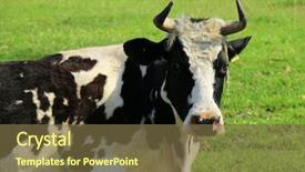  Presentation with dairy cow - Slide deck enhanced with dairy farming - cow portrait background and a tawny brown colored foreground