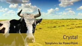  Presentation with cow - Cool new slide deck with cartoon cows - cow backdrop and a gold colored foreground