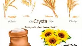  Presentation with oat - Amazing slide set having rye sunflower and barley vector backdrop and a cream colored foreground