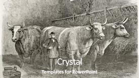  Presentation with history old paper - PPT layouts enhanced with history vintange paper - old illustration of big oxes background and a gray colored foreground