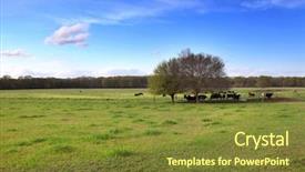  Presentation with cattle - PPT theme having pharmaceutical - equipment cables and piping background and a  colored foreground.