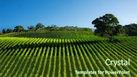  Presentation with tree farm - Presentation theme having farm land - beautiful vineyard landscape with large background and a tawny brown colored foreground