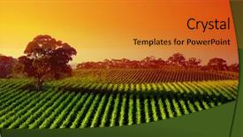  Presentation with tree farm - Presentation having farm land - beautiful vineyard landscape with large background and a gold colored foreground