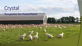  Presentation with chicken - PPT theme featuring farm land - biological chicken in agriculture landscape background and a sky blue colored foreground