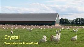  Presentation with chicken - Beautiful slides featuring farm land - biological chicken in agriculture landscape backdrop and a tawny brown colored foreground