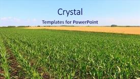  Presentation with bright - Amazing PPT layouts having farm land - cornfield on bright summer day backdrop and a sky blue colored foreground