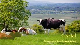  Presentation with white holstein friesian dairy cow - Colorful PPT theme enhanced with farm land - holstein friesian cattle at pasture backdrop and a tawny brown colored foreground