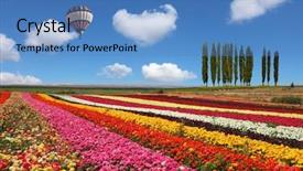  Presentation with floral pastel colors - PPT theme featuring farm land - huge balloon flying over colorful background and a teal colored foreground