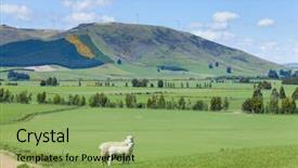  Presentation with new zealand - Slide deck enhanced with farm land - image of sheep grazing background and a yellow colored foreground