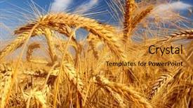  Presentation with summer wheat field blue - Presentation featuring farm land - wheat field against a blue background and a gold colored foreground