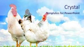  Presentation with chicken - Colorful presentation enhanced with farm land - white chicken and white rooster backdrop and a sky blue colored foreground