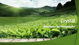  Presentation with tea plantation - Amazing presentation design having farm land - wood floor on tea plantation backdrop and a tawny brown colored foreground
