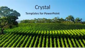  Presentation with electricity and banana tree - Colorful PPT theme enhanced with farm landscape - beautiful vineyard panorama with large backdrop and a light blue colored foreground