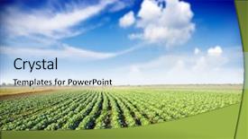  Presentation with cabbage - Theme having farm landscape - cabbage plantation background and a light blue colored foreground