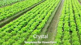  Presentation with cannabis marijuana field - Presentation design enhanced with farm landscape - lettuce in field background and a  colored foreground