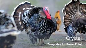  Presentation with farm - Slide deck enhanced with farm-male-turkey-outdoor background and a ocean colored foreground