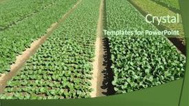  Presentation with vegetable farm - Colorful slides enhanced with farm of organic vegetables backdrop and a  colored foreground