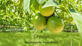  Presentation with fruit farm - PPT theme with farm-of-passion-fruit-cultivation background and a gold colored foreground