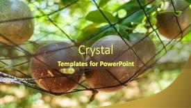  Presentation with fruit farm - Cool new theme with farm-of-passion-fruit-cultivation backdrop and a tawny brown colored foreground