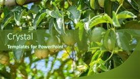  Presentation with fruit farm - Amazing slide deck having farm-of-passion-fruit-cultivation backdrop and a tawny brown colored foreground
