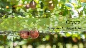  Presentation with fruit farm - Amazing presentation theme having farm-of-passion-fruit-cultivation backdrop and a yellow colored foreground