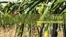  Presentation with fruit farm - Amazing theme having farm-of-pitaya-with-fruit backdrop and a tawny brown colored foreground