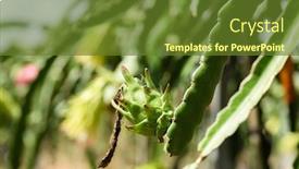  Presentation with fruit farm - Slide set featuring farm-of-pitaya-with-fruit background and a tawny brown colored foreground