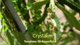  Presentation with fruit farm - Presentation theme with farm-of-pitaya-with-fruit background and a tawny brown colored foreground