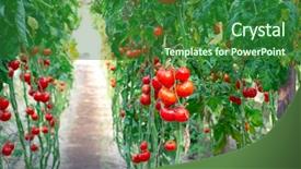  Presentation with tomato plant - Presentation theme featuring farm of tasty red tomatoes background and a forest green colored foreground