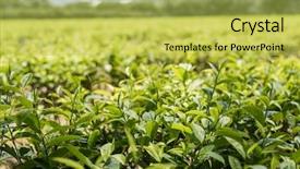  Presentation with tree farm - Cool new theme with farm of tea tree backdrop and a  colored foreground
