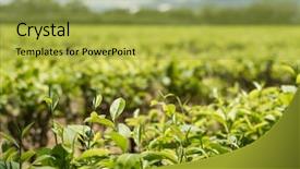  Presentation with tree farm - Cool new presentation theme with farm of tea tree backdrop and a yellow colored foreground