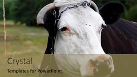  Presentation with cow - PPT layouts with farm-scene-big-cow background and a coral colored foreground