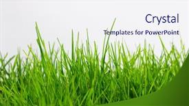  Presentation with white green - Presentation consisting of farm scenery - isolated green grass on white background and a sky blue colored foreground