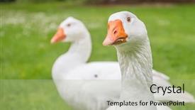  Presentation with walking - Amazing PPT layouts having farm security - goose family walking on green backdrop and a mint green colored foreground