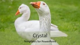  Presentation with grass texture on green - Slide deck enhanced with farm security - goose family walking on green background and a yellow colored foreground