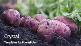 Presentation with red gold green field - Cool new PPT theme with farm table - fresh red potatoes on field backdrop and a  colored foreground