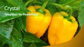 Presentation with peppers - Audience pleasing slides consisting of farm vegetables - orange peppers ripening backdrop and a forest green colored foreground
