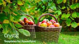  Presentation with rural - Audience pleasing presentation theme consisting of farm vegetables - red and yellow apples backdrop and a tawny brown colored foreground